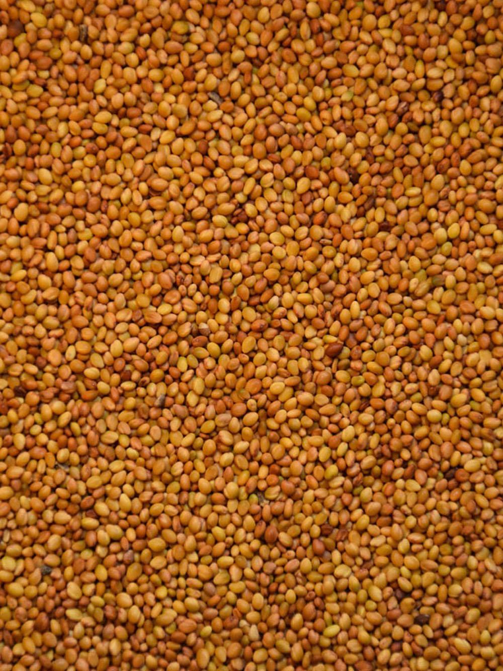Berseem Annual White Clover